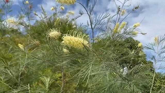Grevillea l Native plants l Garden | SUNSHINE COAST 🇦🇺