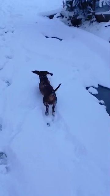 Сочи .такса