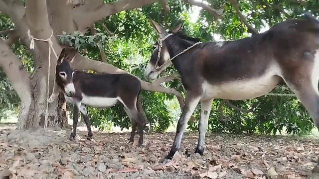 krycie koni zimnokrwistych skolskish sokol , December 7,2022 donkey
