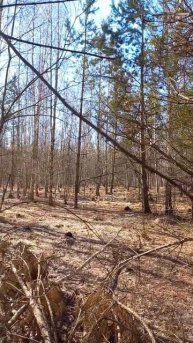 Пение птиц в весеннем лесу