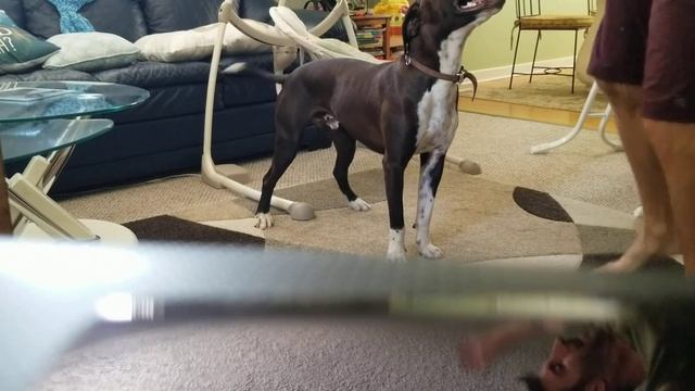 ...Dance the Dog; a Staffie/Boxer mix having his first dance lesson