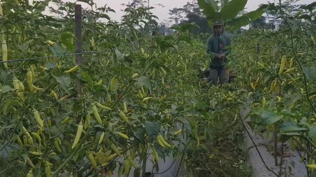 Terbukti menanam cabe ini tahan di cuaca panas, rekomendasi buat para petani cabe