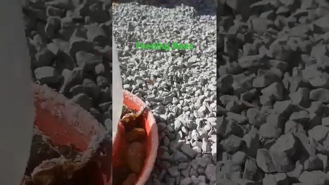 🐝 🍬 Feeding Bees In A Half Gallon Mason Jar #shorts