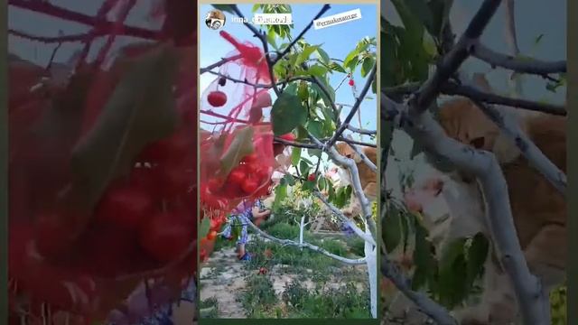 Зачем нужно чикрыжить  плодовые деревья? Чтоб метр с крепкой мог собирать плоды. #урожай