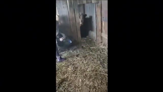 Влог моей хозяйственной деятельности