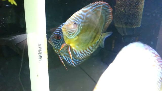Blue Turk Discus Spawning - part 1