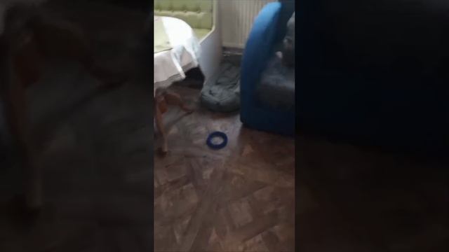 23-02-2025 якутята на передержке в Ногинске.