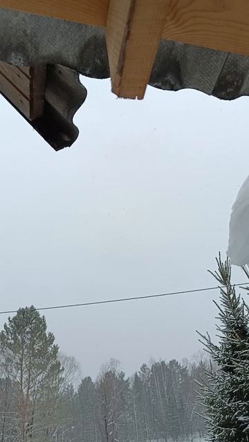 23 февраля 2025 г. Наблюдение для рисования.