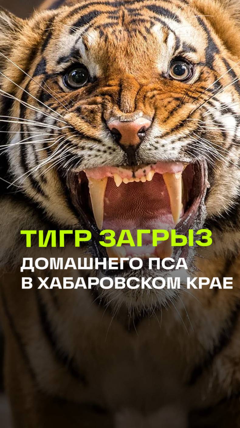 Тигр загнал домашнюю собаку в ловушку и загрыз в Хабаровском крае