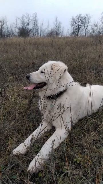 Мареммо-абруццкая овчарка. Maremmo-Abruzzo Sheepdog