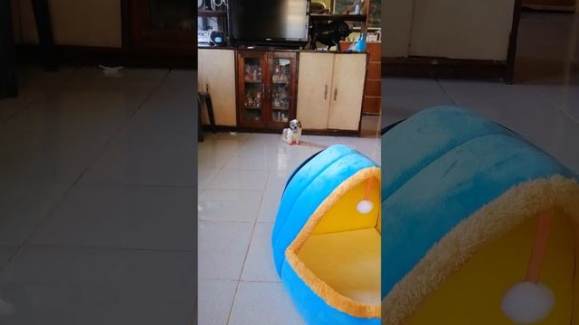 Adorable puppy pooping style.