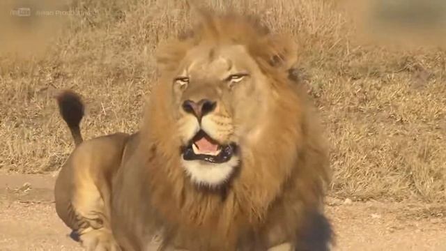 AFRICAN LION SINGING BEAUTIFUL DESPACITO SONG. YOU WILL LOVE IT