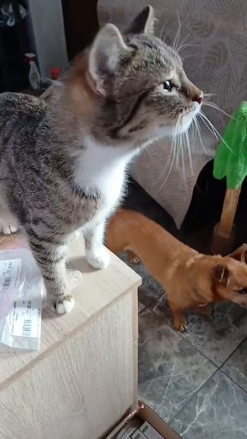 Котики Ирины Стрижак