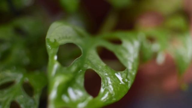 My Hanging Plant Collection|Plant Care|Propagation In മലയാളം  |PlantAura