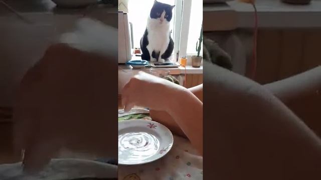 Неразлучник купается