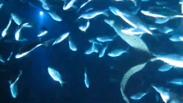 Eel hunting at night