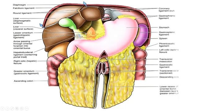 peritoneum en peritoneale holte