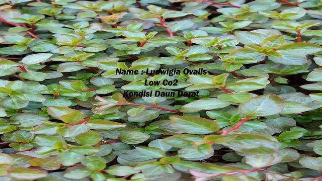 72 Jenis Tanaman Aquascape | Aquatic Plants Low Co2 & Maintenance #Aquascape #plants