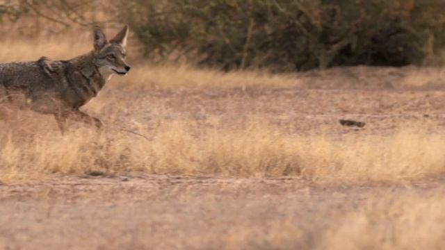 The Why and How_Tips on Coyote Hunting from Melissa Bachman