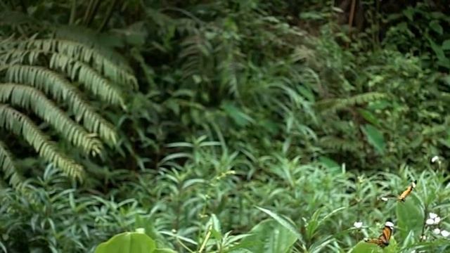 Slow motion  Flying butterfly　蝶の舞　スローモーション