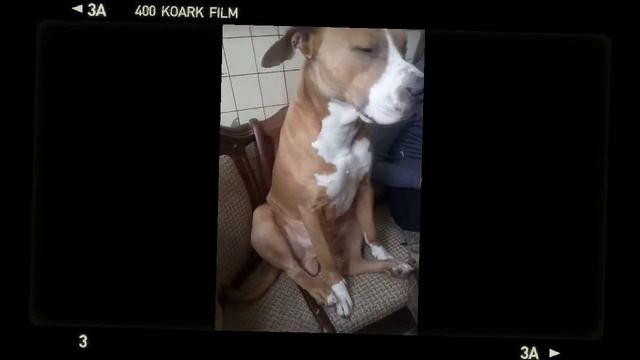 когда ты собака, а пытаешься сидеть ка человек))