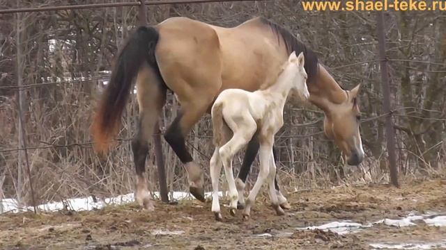 Yagmar Shael & Hester Shael, akhal-teke fillies, ахалтекинские кобылки.