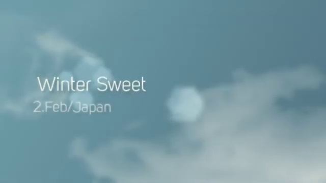 Winter sweet