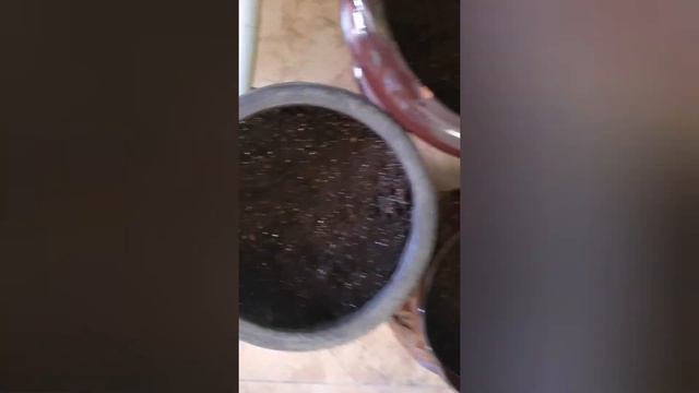 Выращиваю томаты в комнатных условиях! (4 часть)