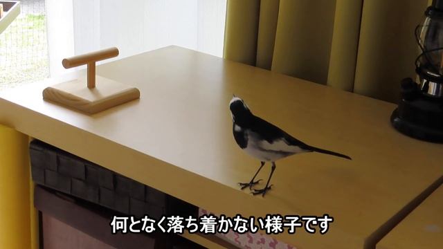 ハクセキレイのカッパ助 - 家の中で叫び散らす河童