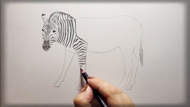 Cómo dibujar una Cebra realista|paso o paso|Рисуем Зебру|Zebra