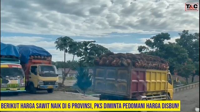 HARGA SAWIT NAIK LAGI, BERIKUT UPDATE DI 6 PROVINSI #sawit #viral #petani