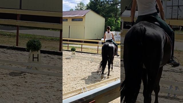 Оксана Новикова и Дольче Вита, съездка кюра 2024 г. #horse #equestrian #лошади #pony