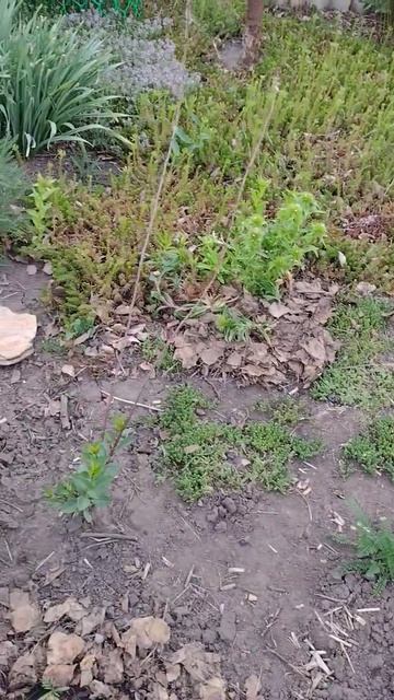 ШМЕЛЬ, КОШКА, ПИОН и ХОРОШАЯ МУЗЫКА#shorts #дом #кошки #цветы .