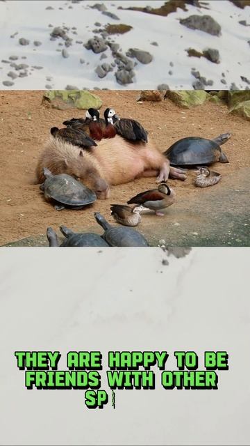 The capybara facts