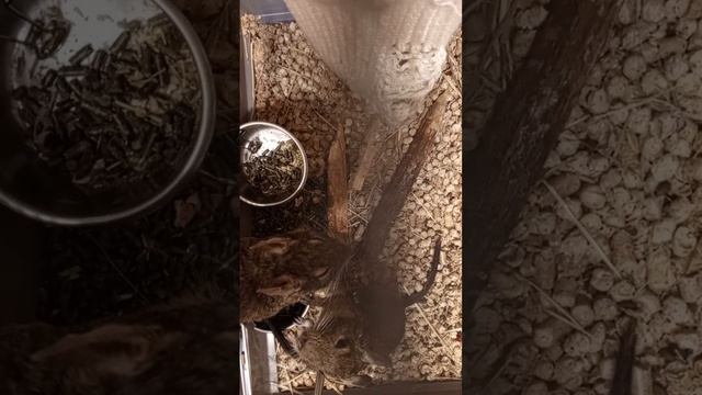 Музыка и бе́лки 40 минут