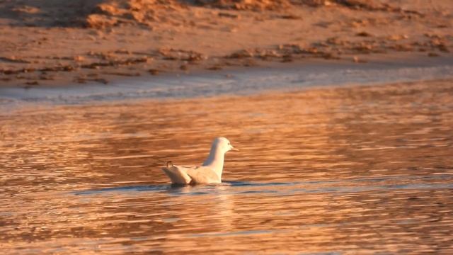 Slender-billed Gull, Gabbiano roseo (Chroicocephalus genei)