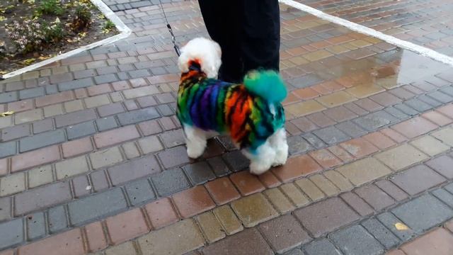 Радужный пес