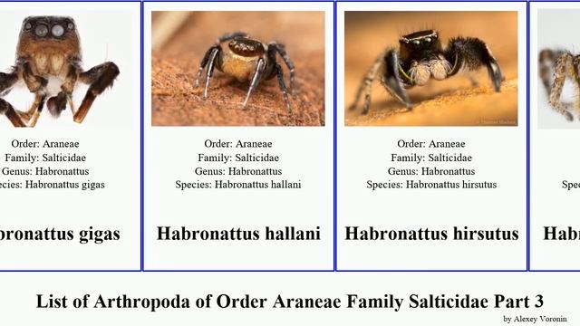 List of Arthropoda of Order Araneae Family Salticidae Part 3. habronattus hentzia heliophanus