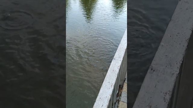 черепахи