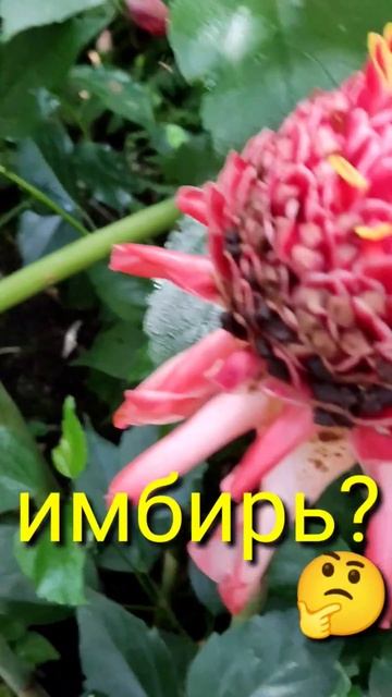 Этого красавца ,обожают мухи!!