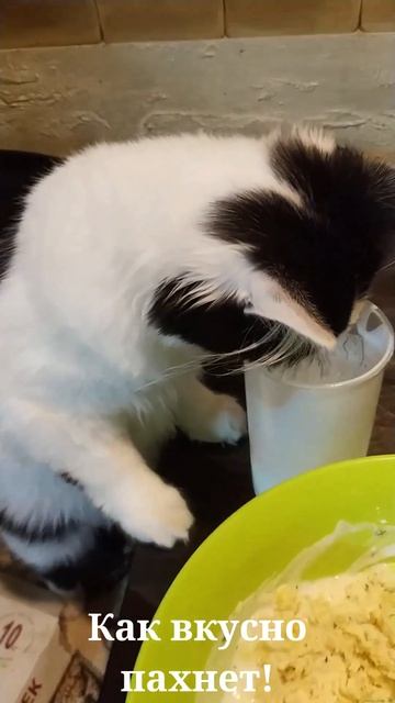 Как вкусно пахнет! #short#shorts #cat #funny