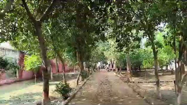 Black Ficus 10 years + old best for shade