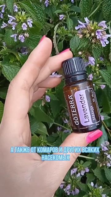 О пользе эфирного масла лаванды 💟 #doterra #lavender #уксус #ожог