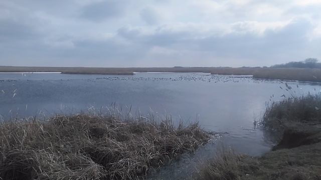 Зимующие птицы