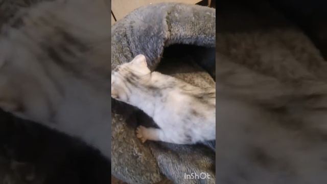 Фиска музыкант