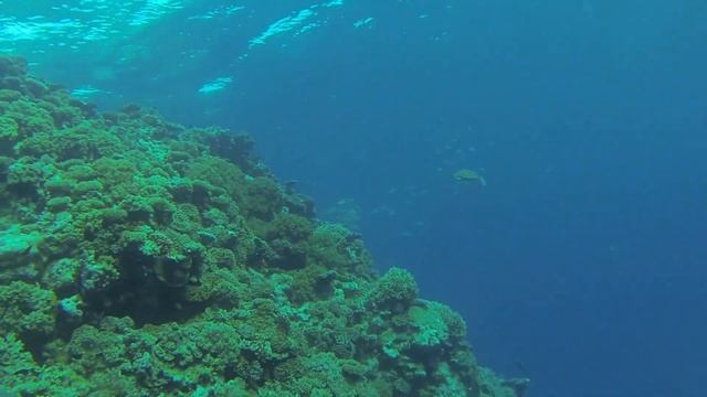 Great Barrier Reef tour - Australia