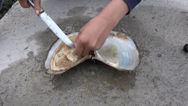 Pearl hunter/Mining wild oysters on artificial stone bridges and collecting freshwater pearls