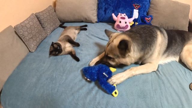 БЕШЕННЫЕ СОБАКА И СИАМСКИЙ КОТ НАПАДАЮТ НА ИГРУШКИ!!!