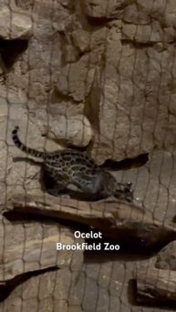 Ocelot - Brookfield Zoo #ocelot #brookfield #zoo #chicago #illinois #usa #animal #wild #cat