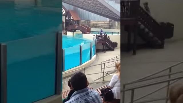 Beluga at Marine Land